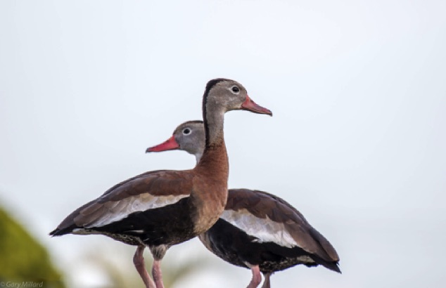Black Bellied Whistling Ducks
Venice Area Audubon Rookery
Venice Florida